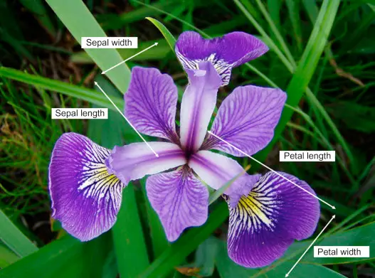 Iris Flower Classification